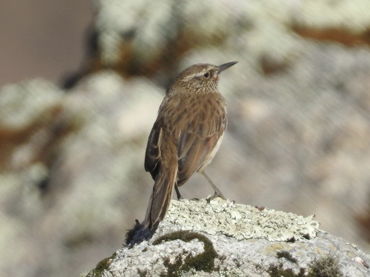 Streak-throated Canastero - ML624220895