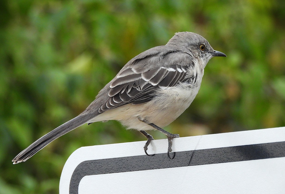 Northern Mockingbird - ML624220901