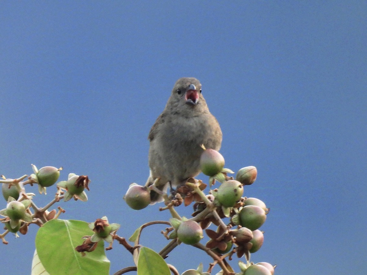 Yellow-bellied Seedeater - ML624220909