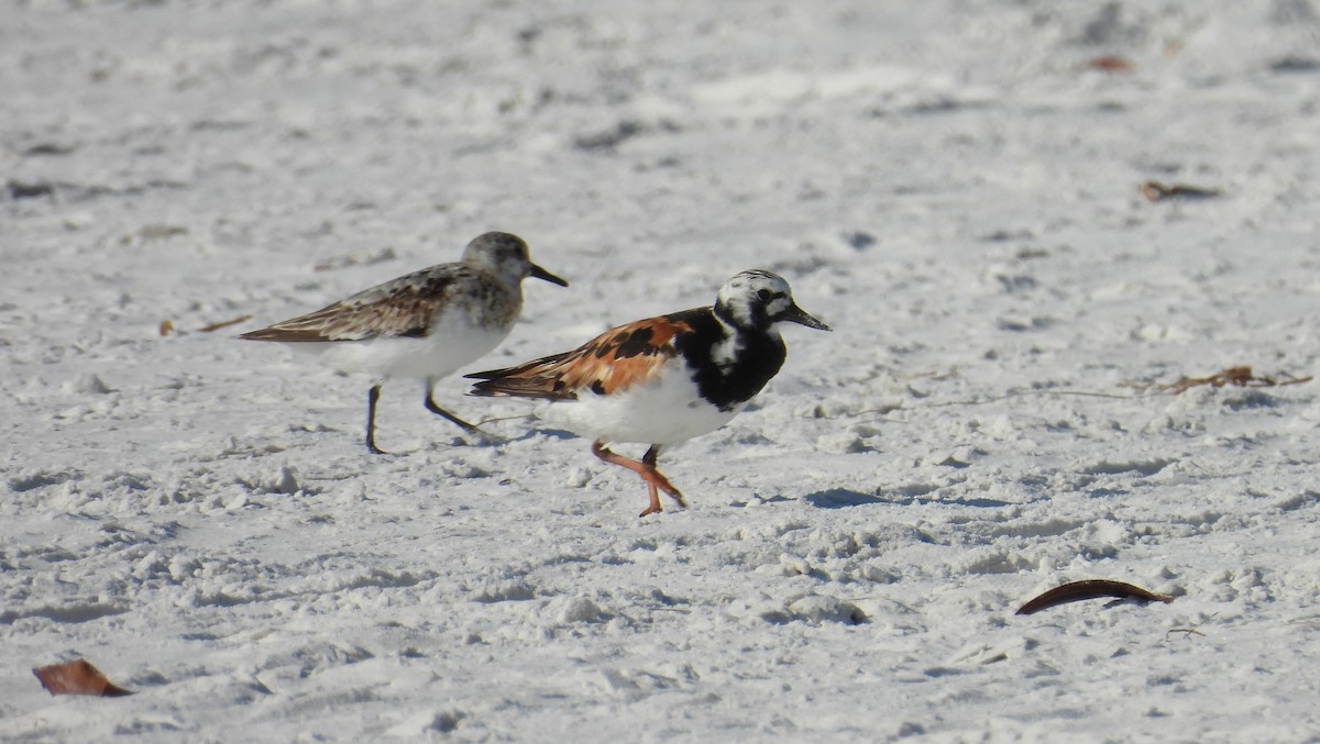 Ruddy Turnstone - ML624220911