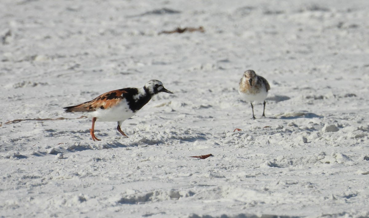 Ruddy Turnstone - ML624220912