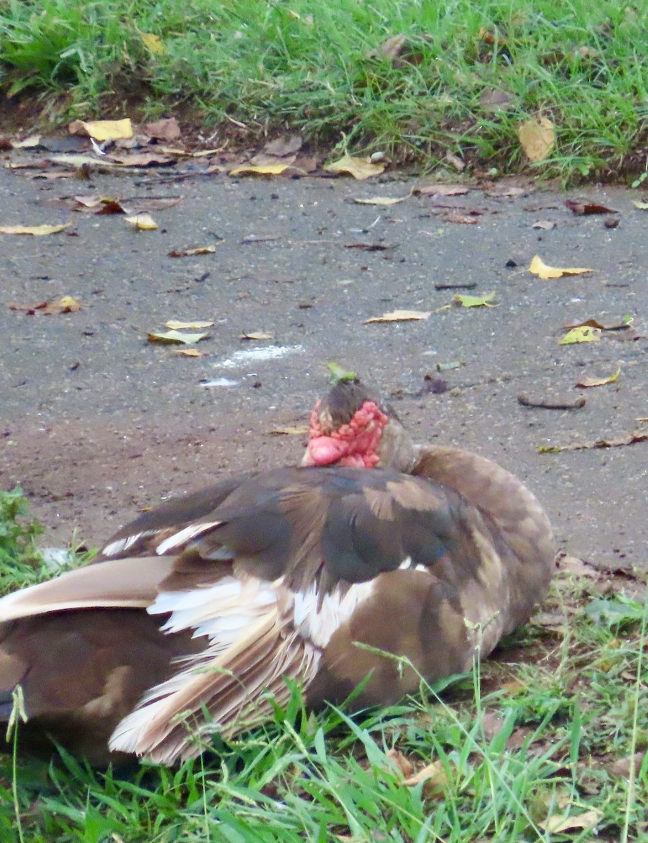 Canard musqué (forme domestique) - ML624220918