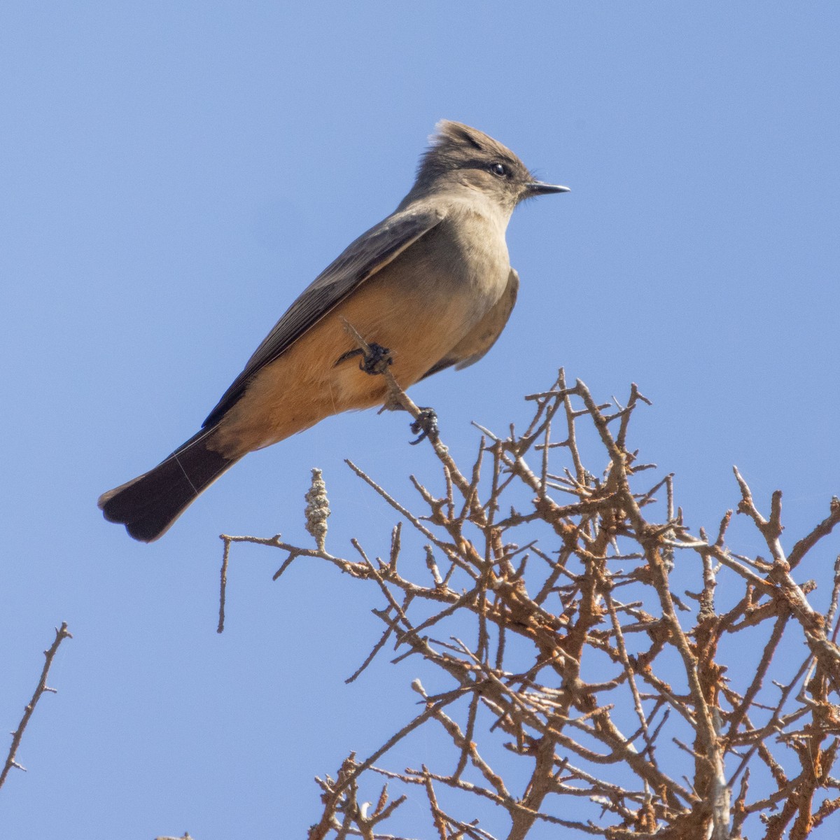 Say's Phoebe - Dennis L. Williams