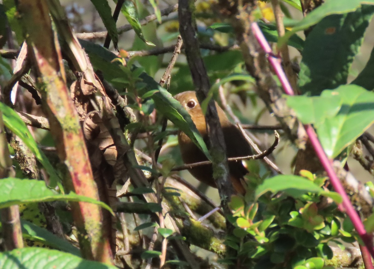 Bolivian Antpitta - ML624220939