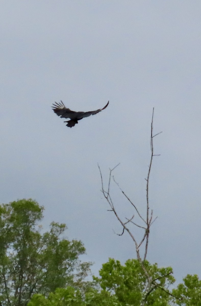 Black Vulture - ML624220944