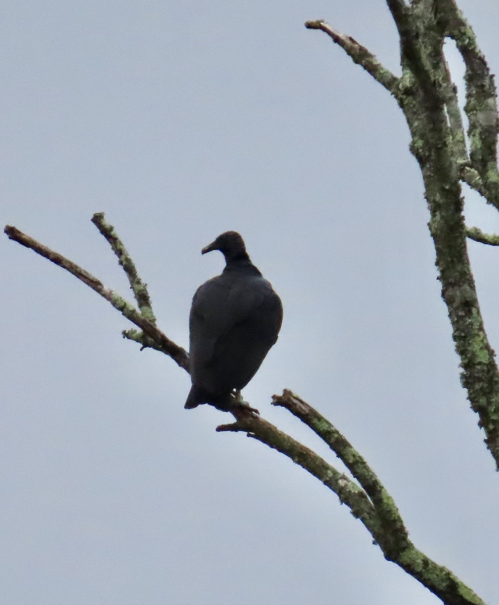 Black Vulture - ML624220945