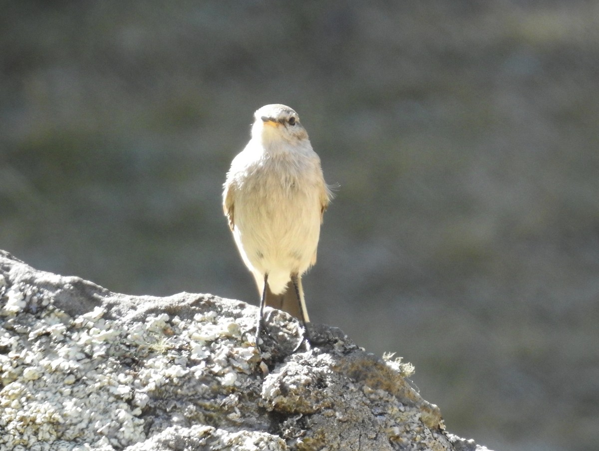 Spot-billed Ground-Tyrant - ML624220946