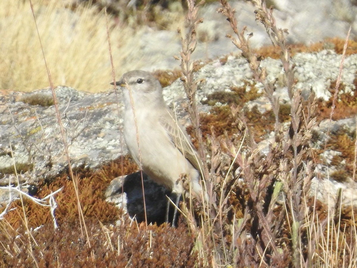 Spot-billed Ground-Tyrant - ML624220947