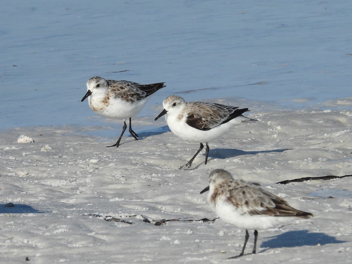 Sanderling - ML624220950