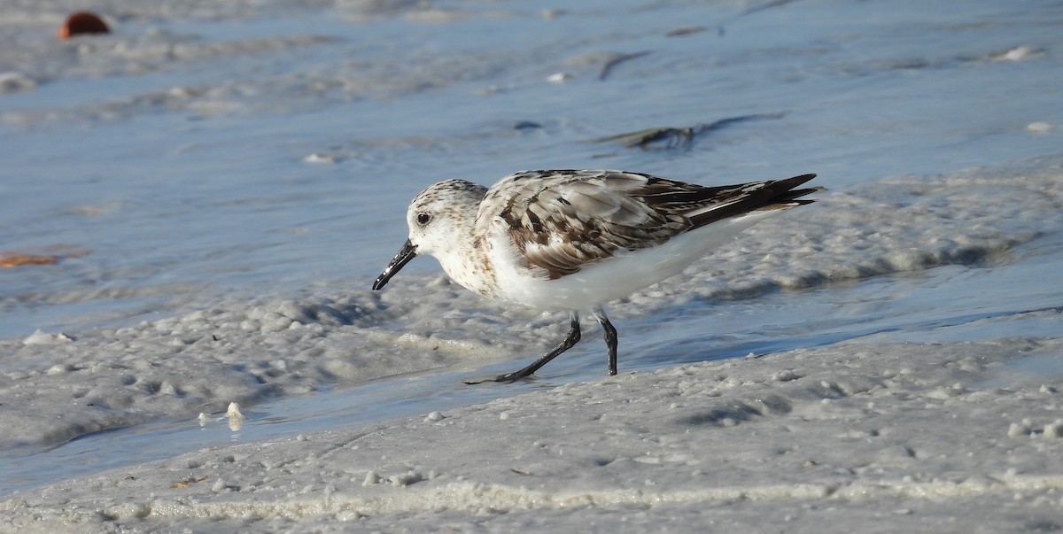 Sanderling - Kimberly Snaric