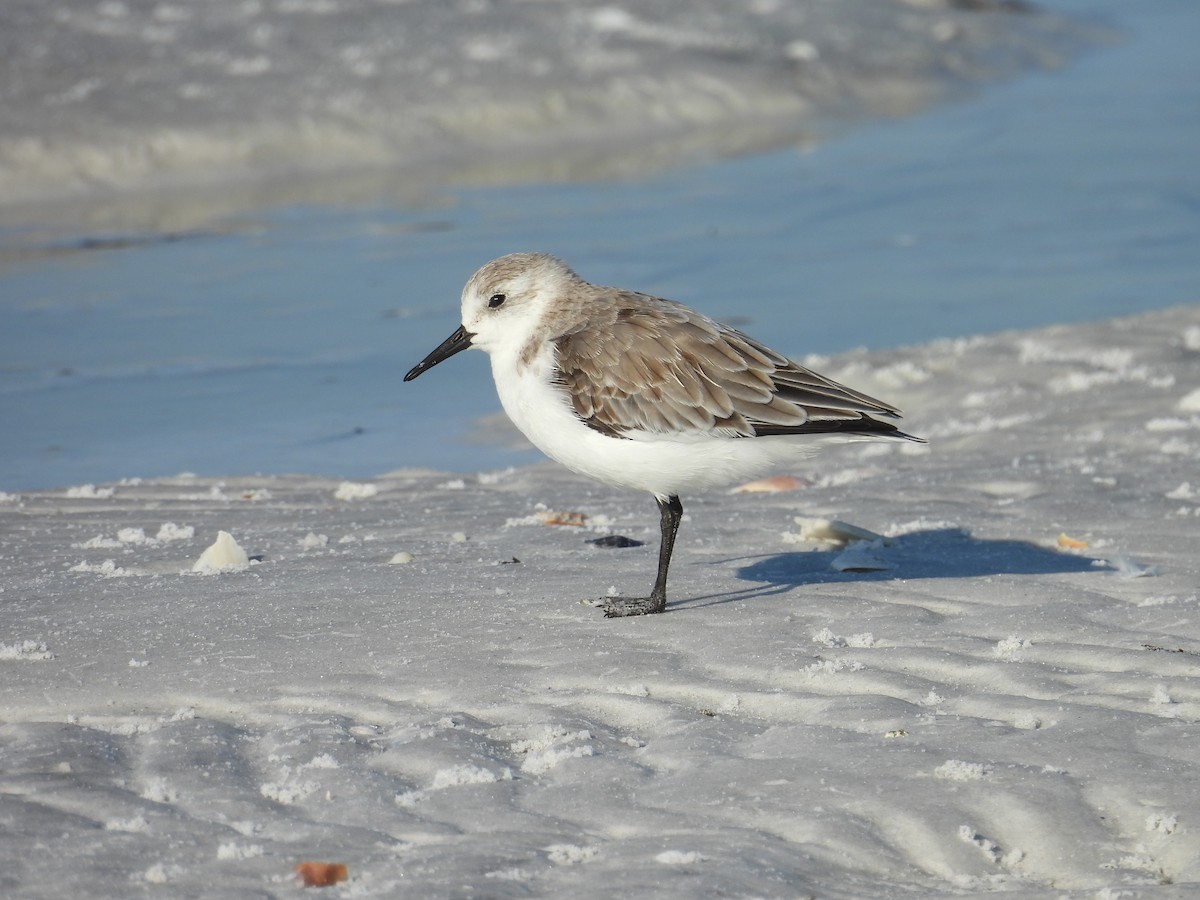 Sanderling - ML624220954