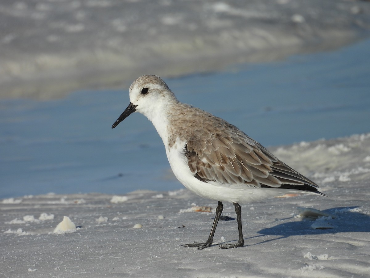 Sanderling - ML624220956