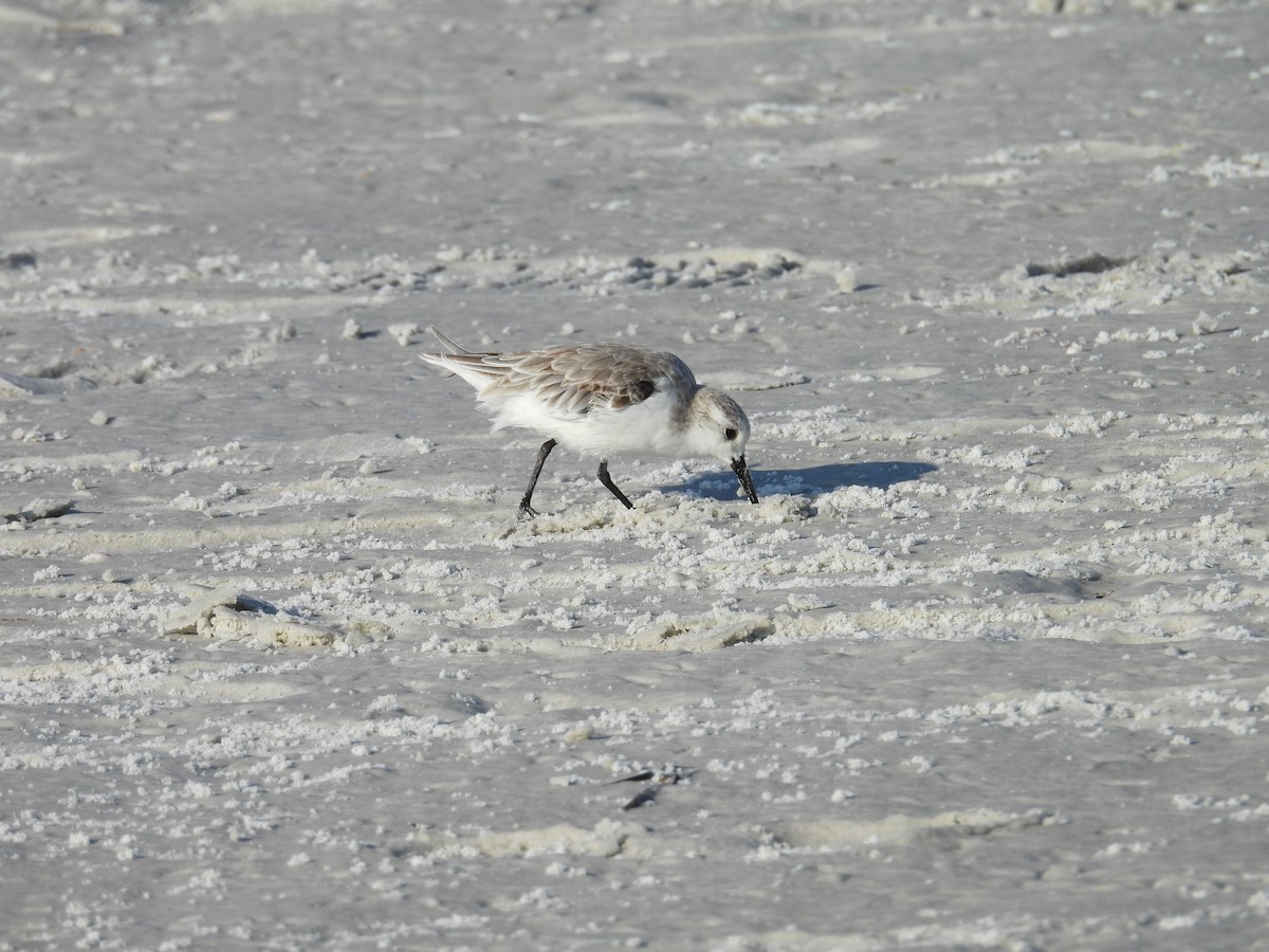 Sanderling - ML624220957