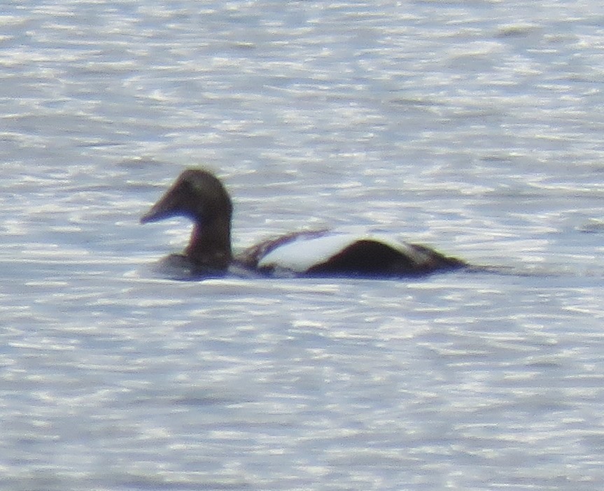 Common Eider - ML624220958