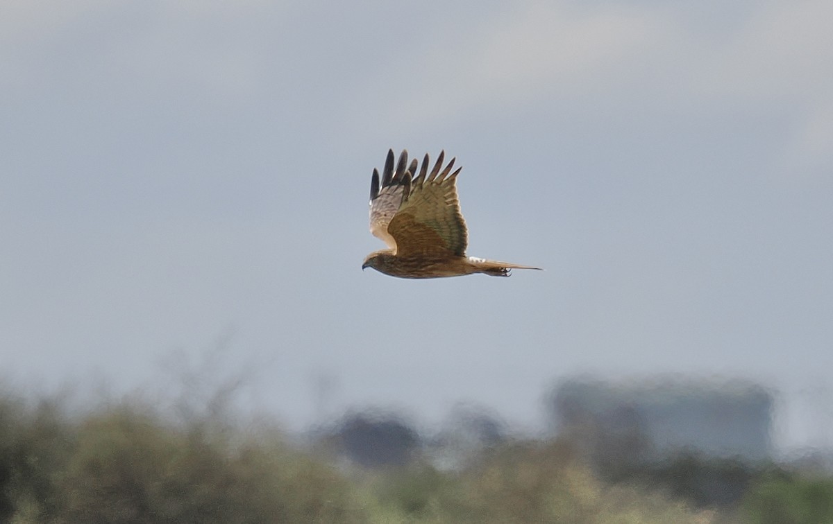 Swamp Harrier - ML624220978