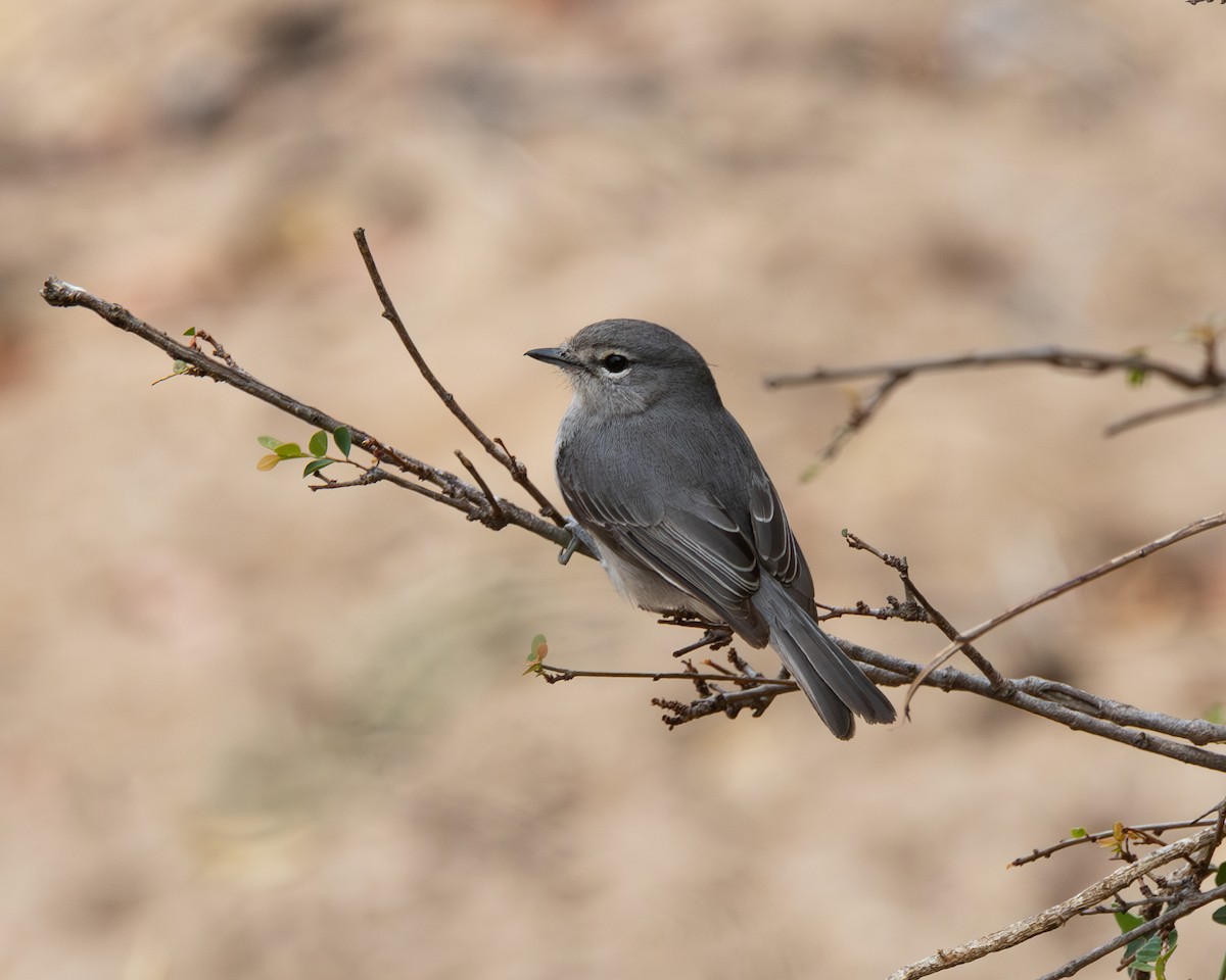 Ashy Flycatcher - ML624220984