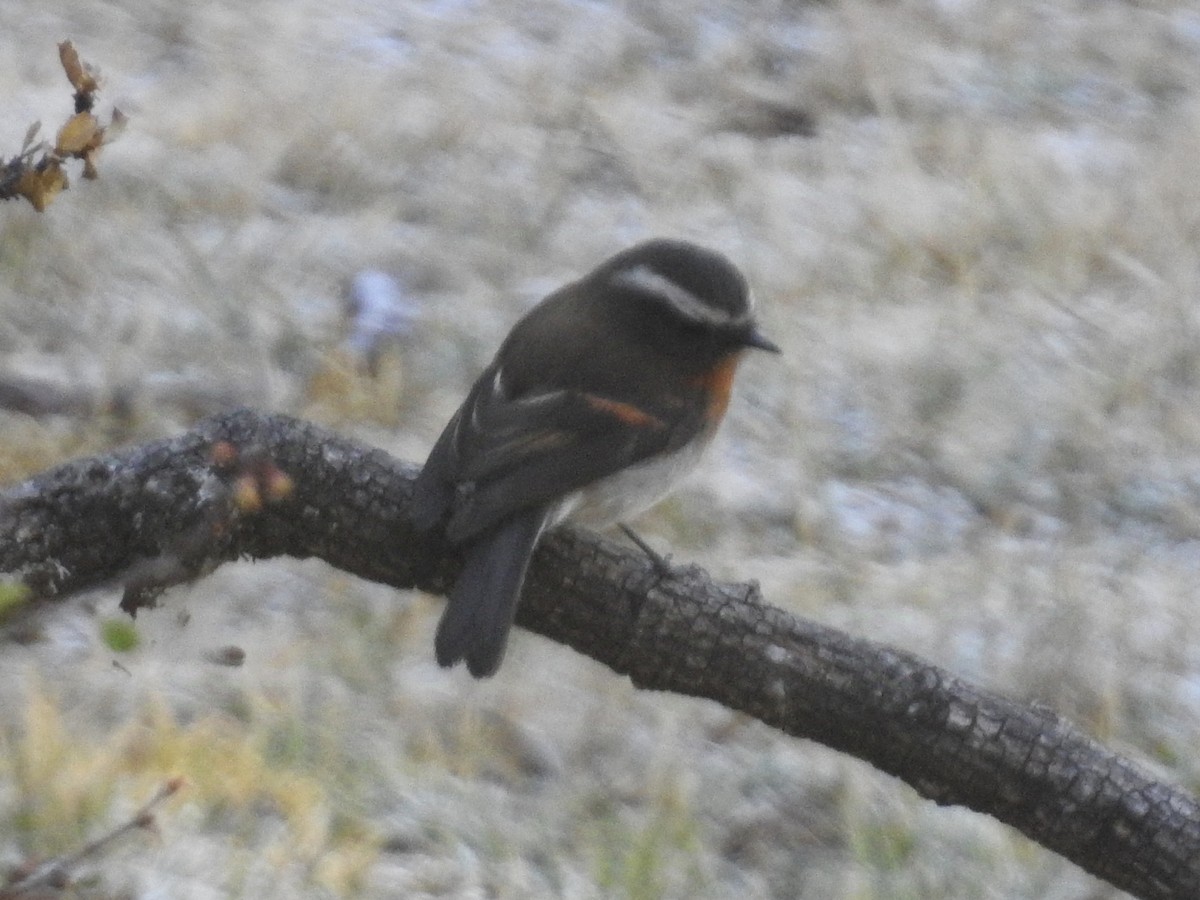 Rufous-breasted Chat-Tyrant - ML624220985