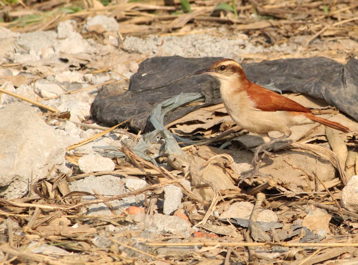 Wing-banded Hornero - Miguel  Magro