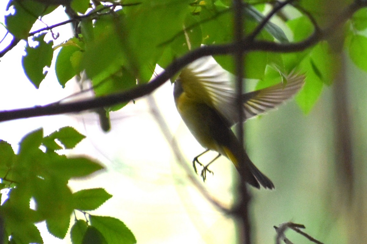 American Redstart - ML624221001