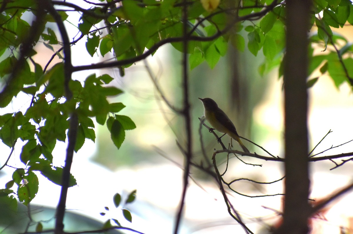 American Redstart - ML624221002