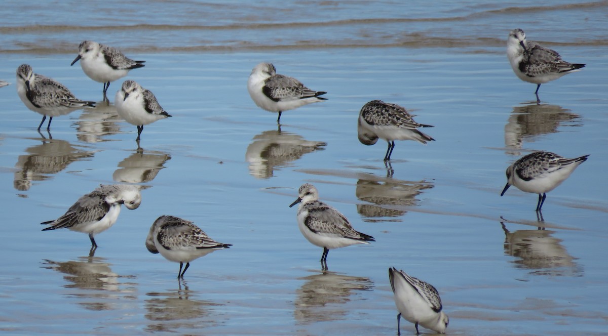 Sanderling - ML624221003