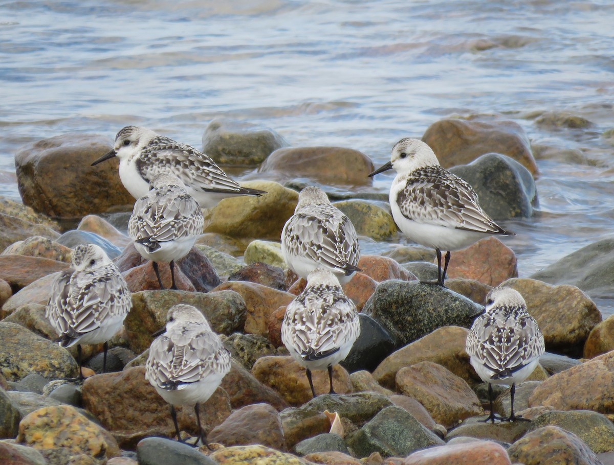 Sanderling - ML624221004