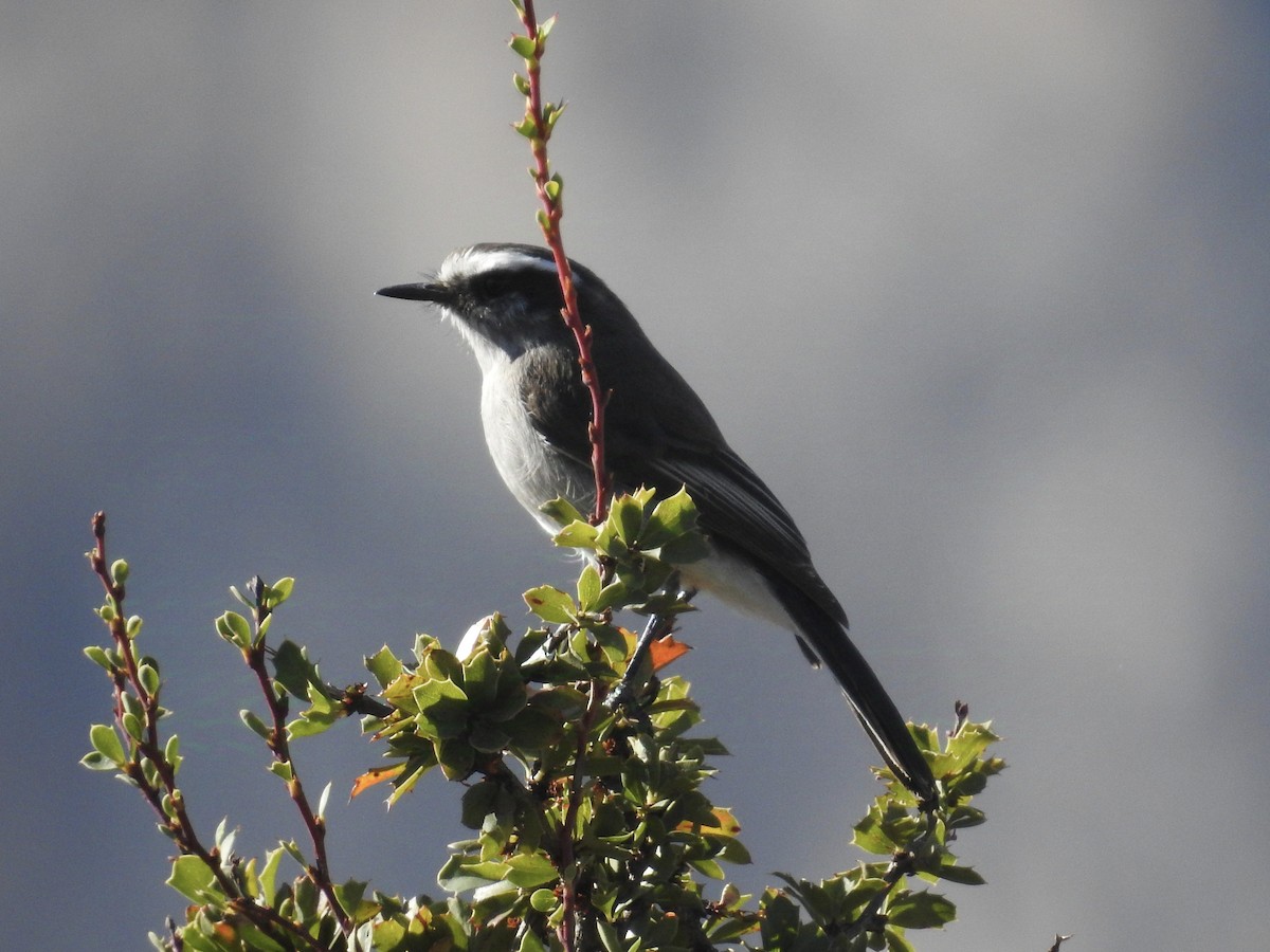 White-browed Chat-Tyrant - ML624221012