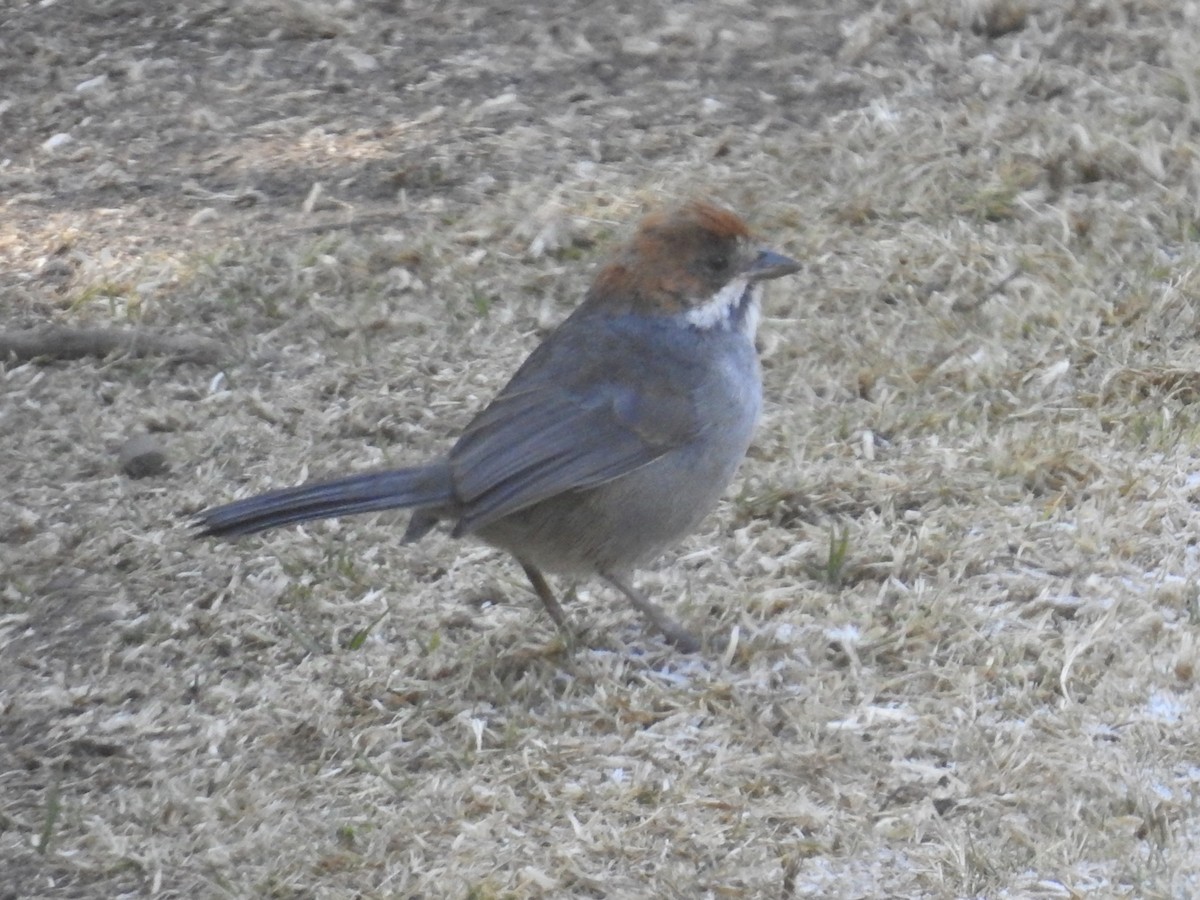 Rufous-eared Brushfinch - ML624221029