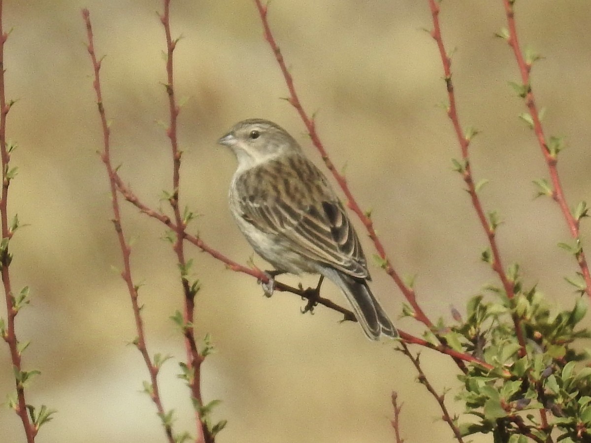 Ash-breasted Sierra Finch - ML624221054