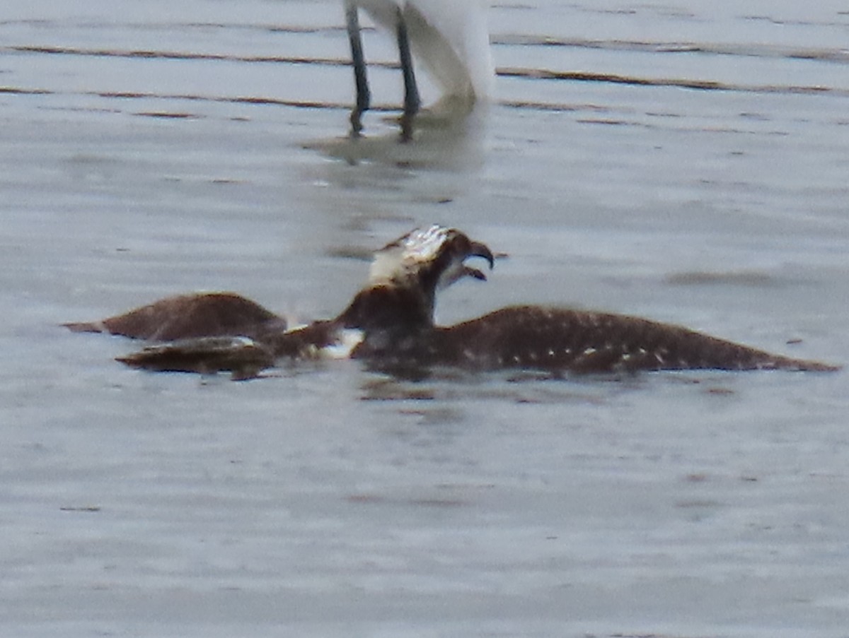 Balbuzard pêcheur - ML624221064