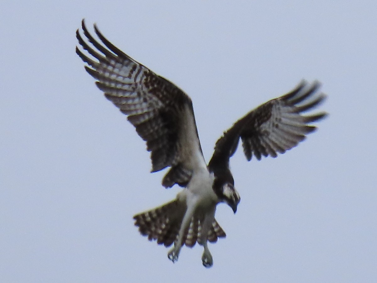 Balbuzard pêcheur - ML624221065