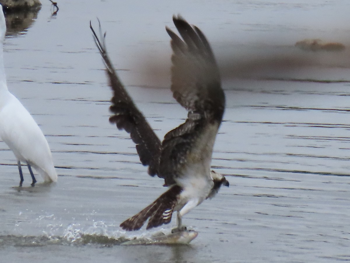 Balbuzard pêcheur - ML624221066