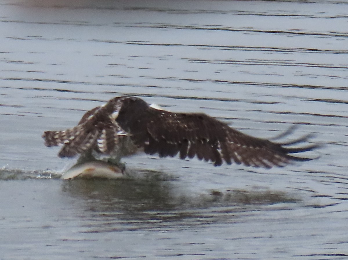 Balbuzard pêcheur - ML624221067