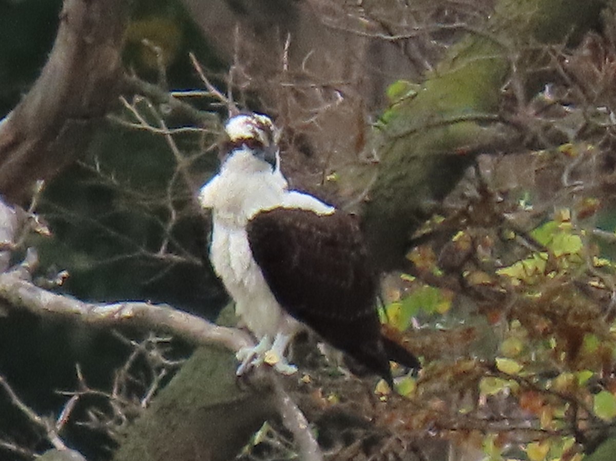 Balbuzard pêcheur - ML624221068