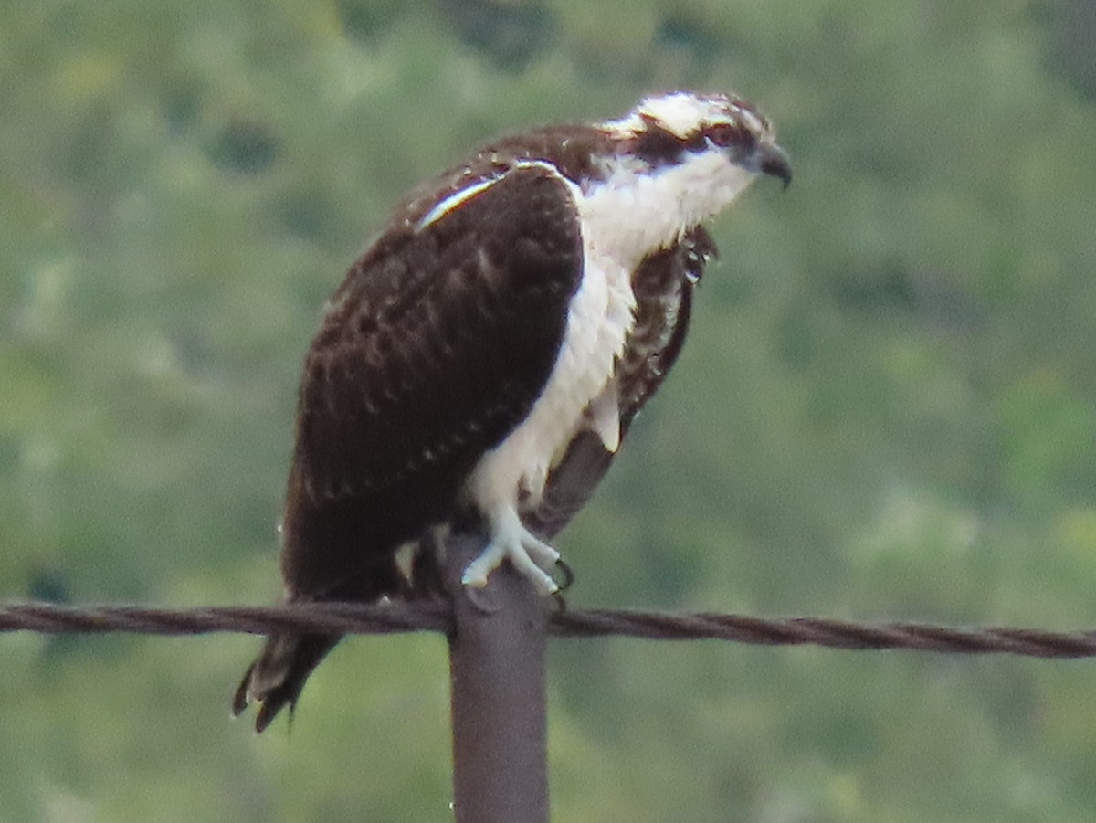 Balbuzard pêcheur - ML624221070