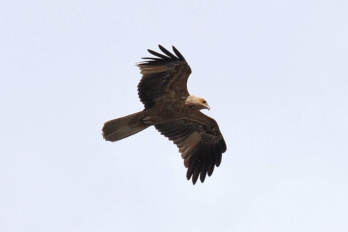 Whistling Kite - ML624221078