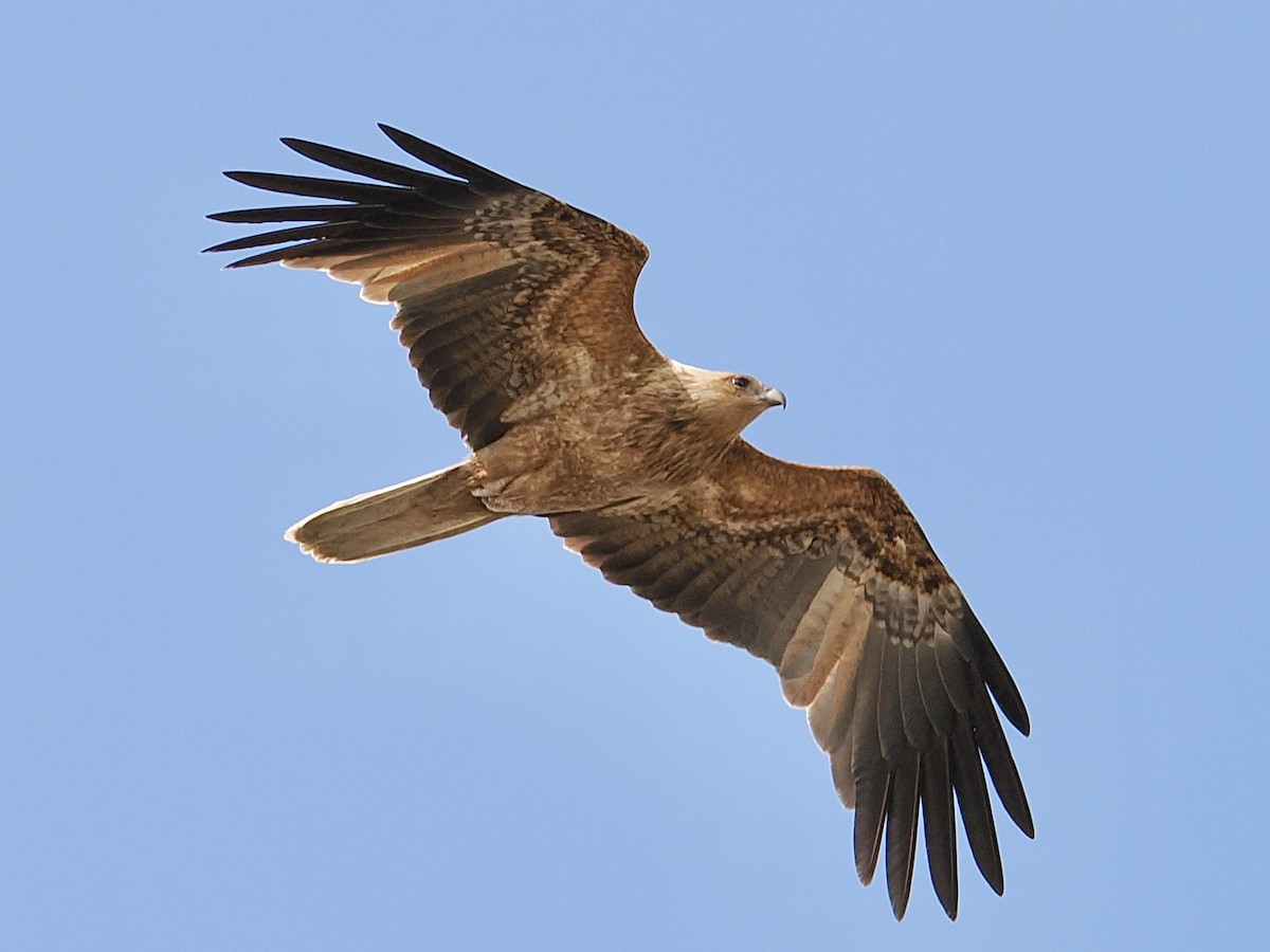 Whistling Kite - ML624221079