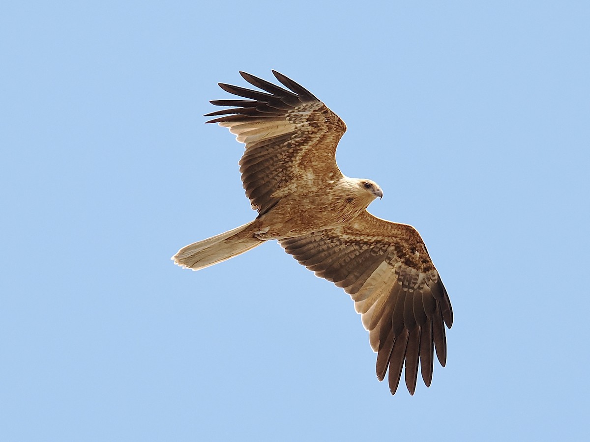 Whistling Kite - ML624221080