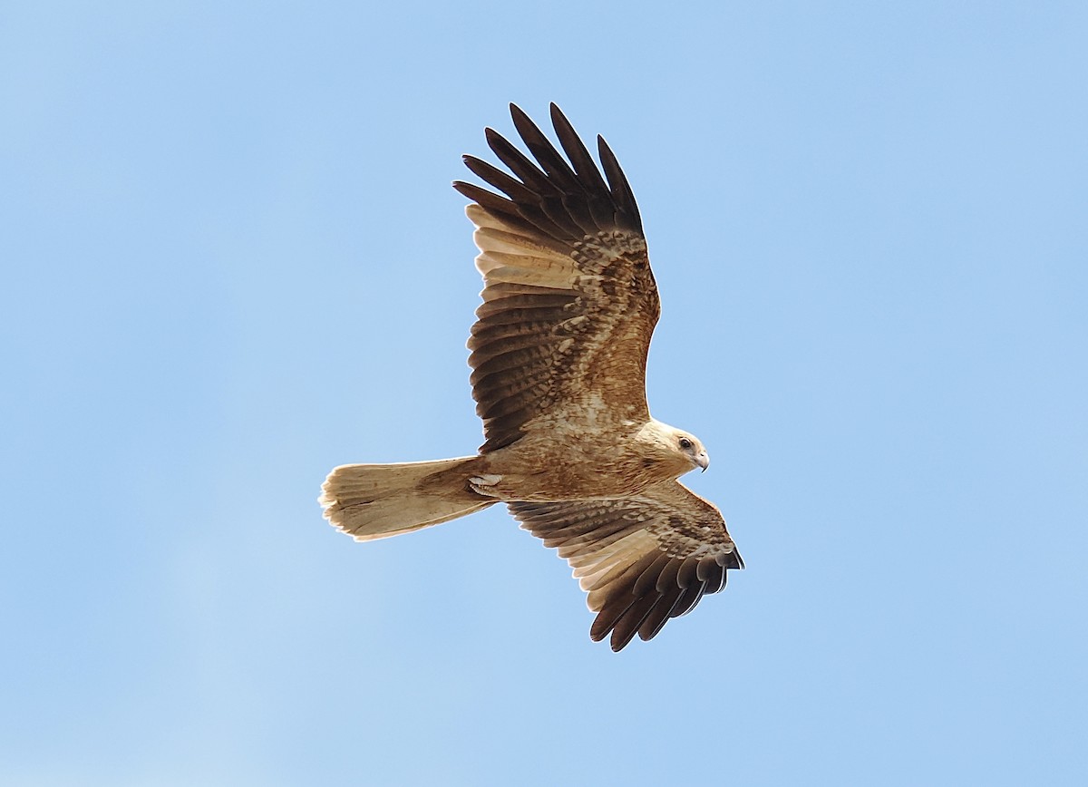 Whistling Kite - ML624221081