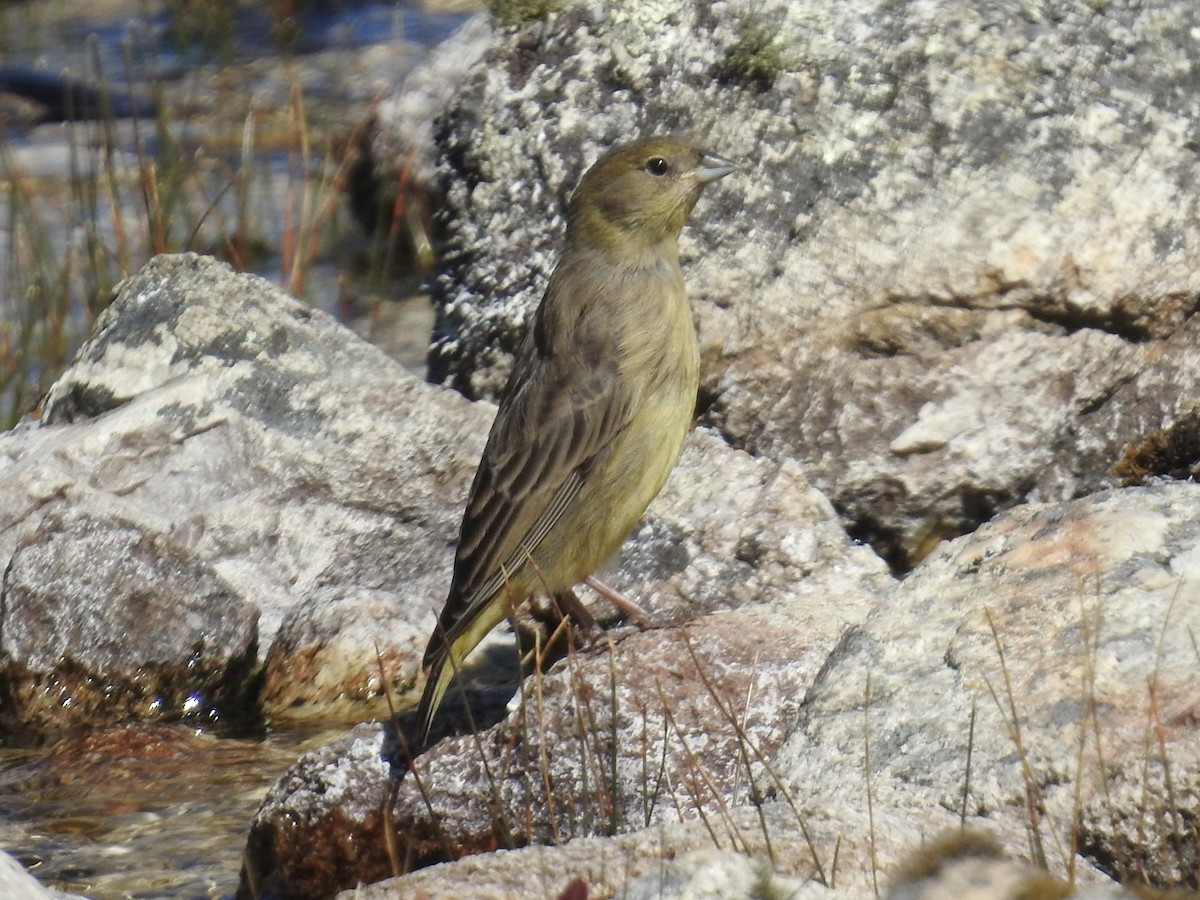 Bright-rumped Yellow-Finch - ML624221082