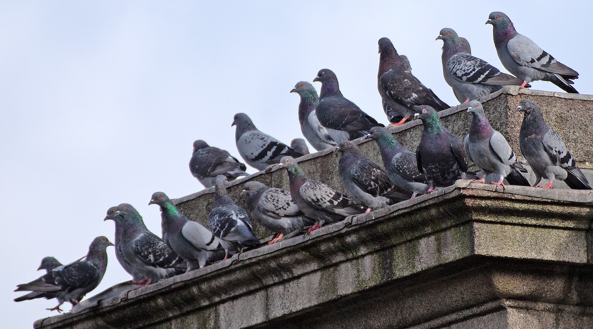 Rock Pigeon (Feral Pigeon) - ML624221094