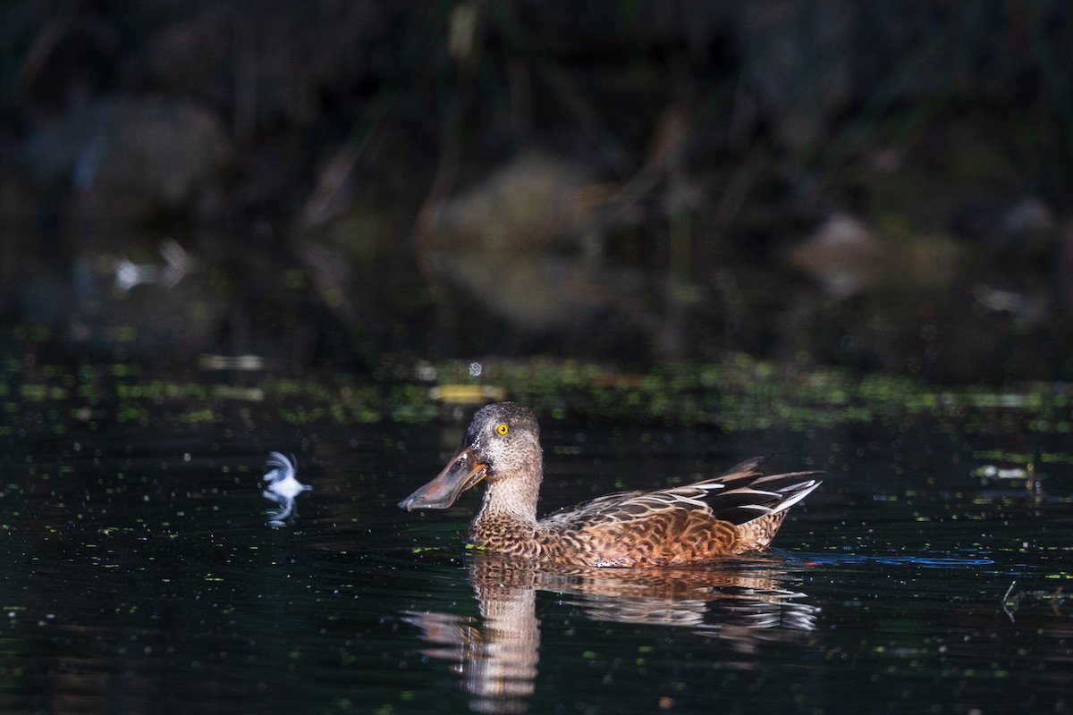 Canard souchet - ML624221097