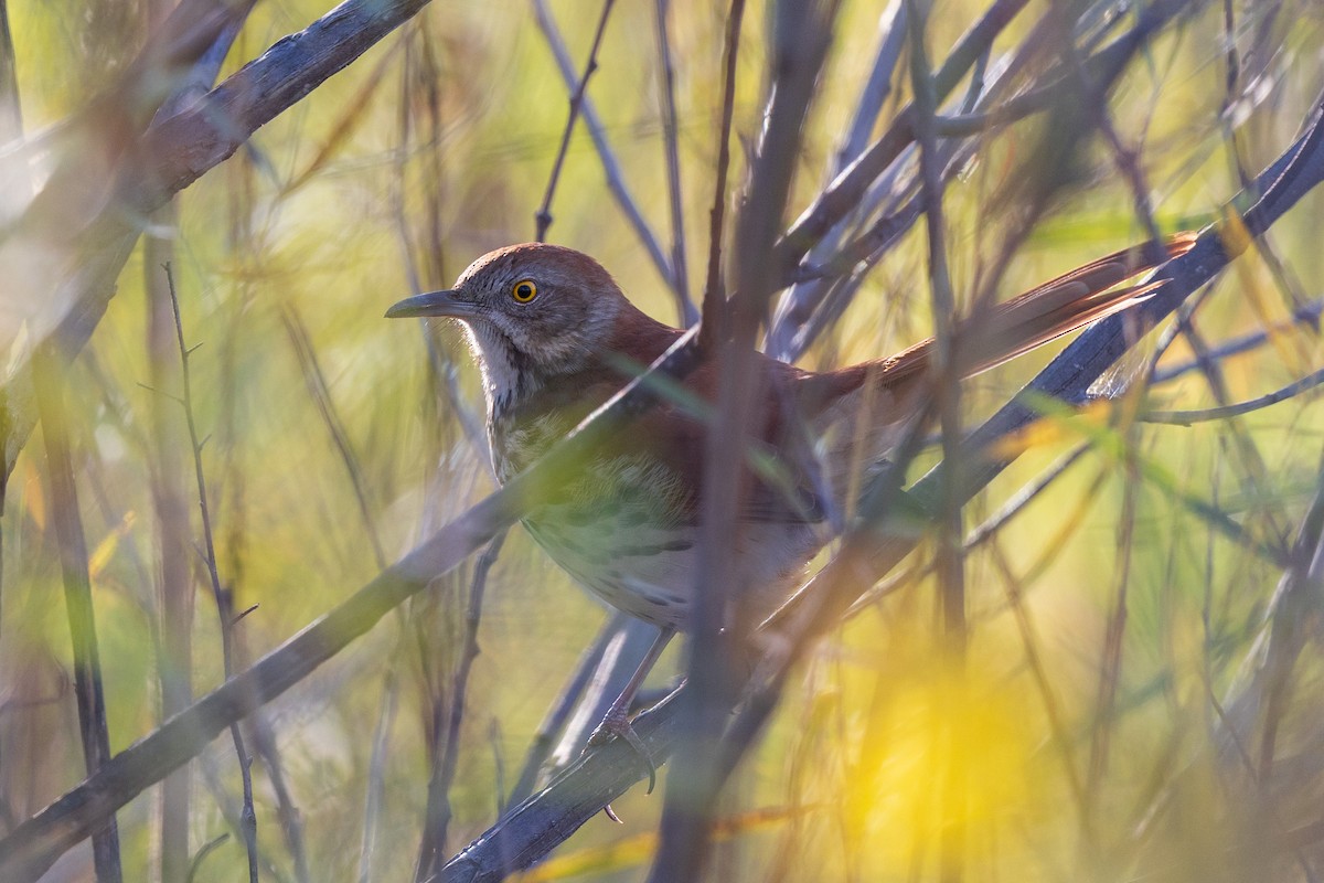 Brown Thrasher - Brian Stahls