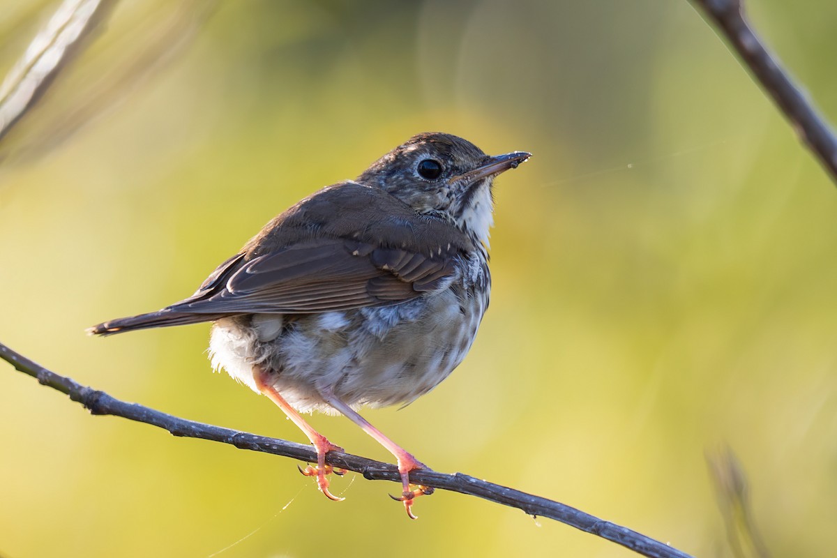 Hermit Thrush - ML624221127