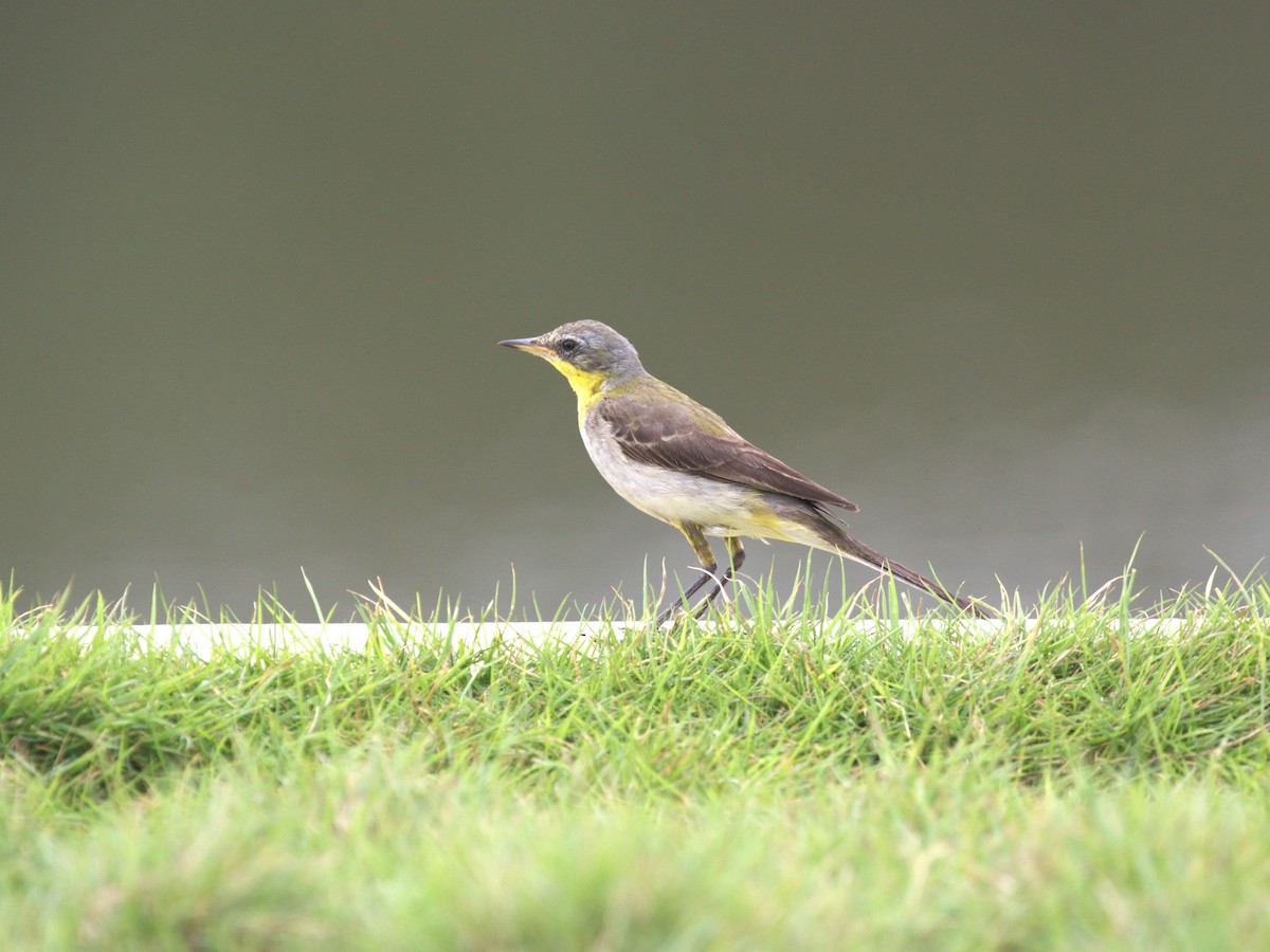 Western Yellow Wagtail (beema) - ML624221137