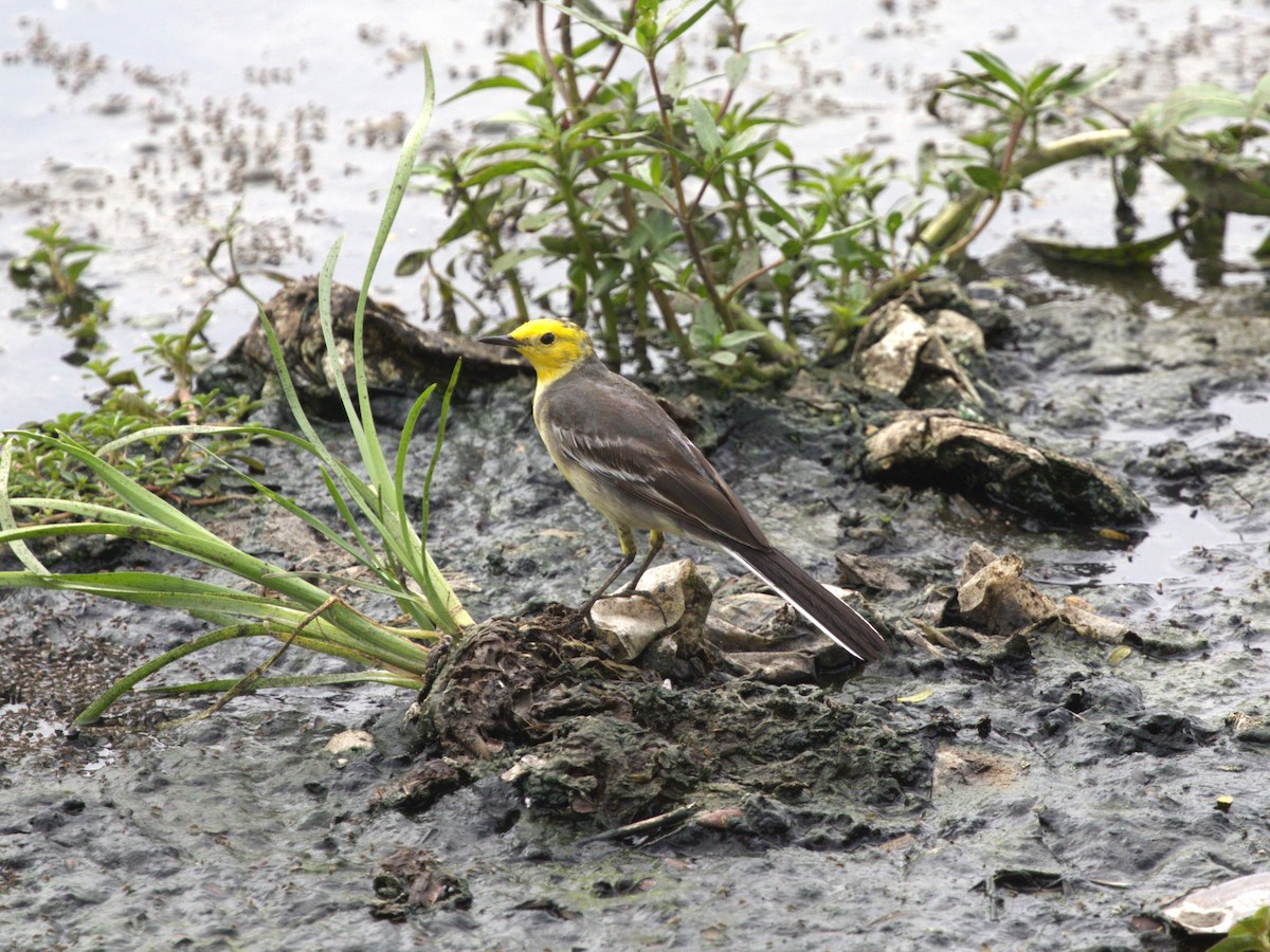 Citrine Wagtail - ML624221143