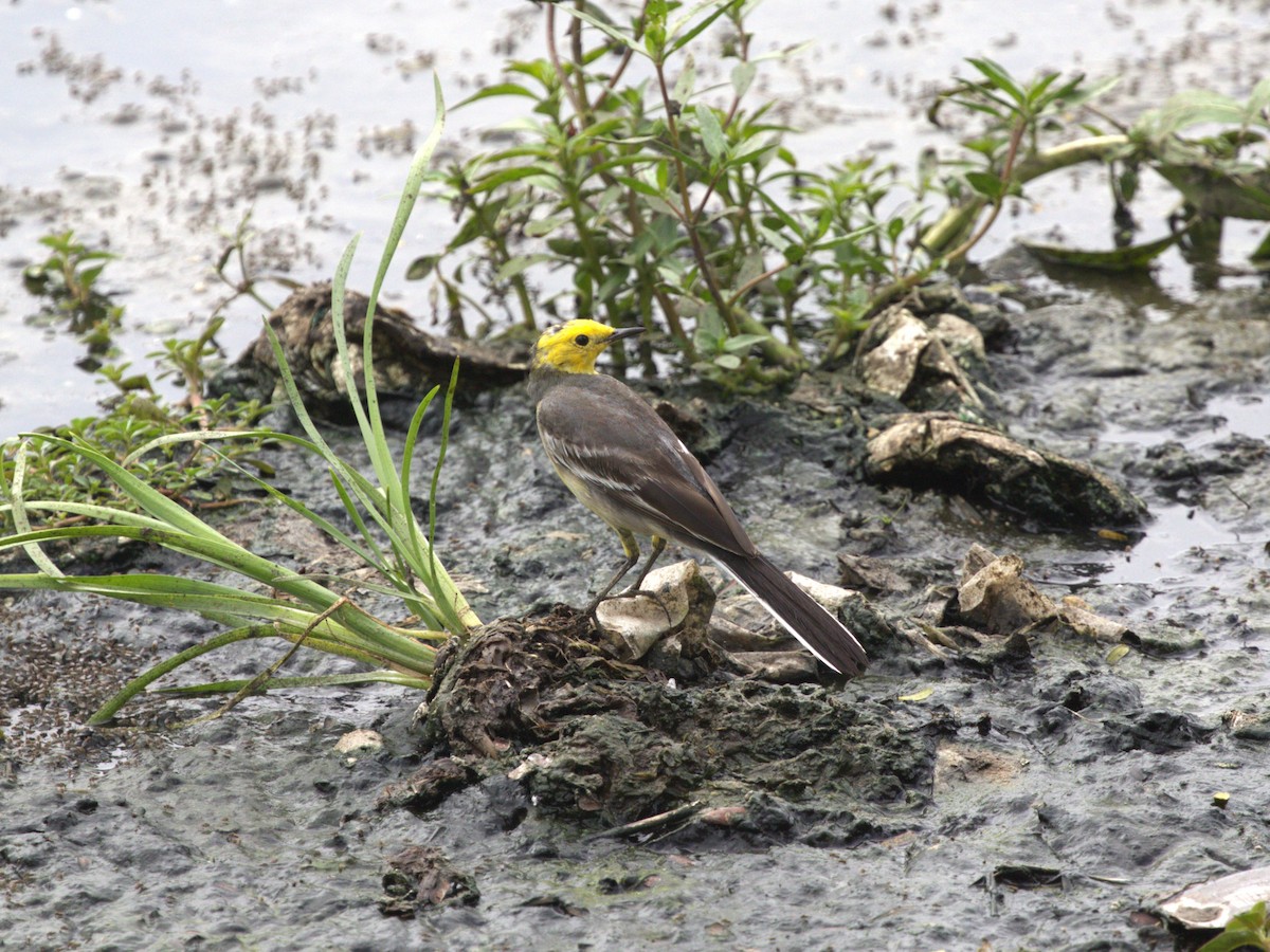 Citrine Wagtail - ML624221144