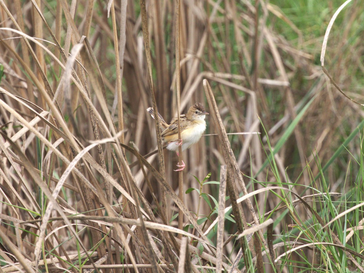 Zitting Cisticola - ML624221148