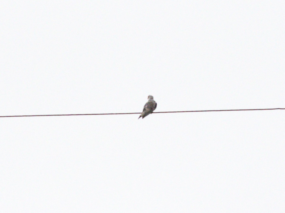 Black-winged Kite - Menachem Goldstein