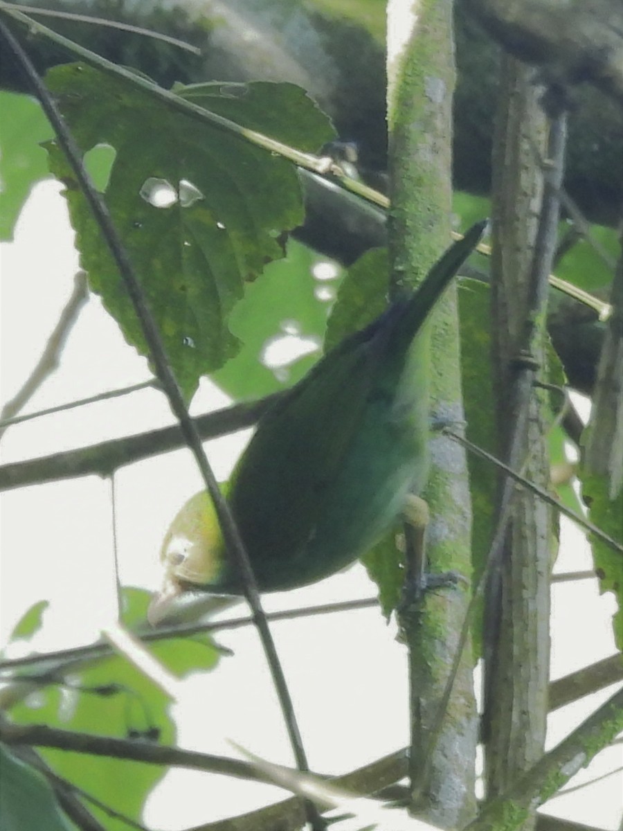 Green Honeycreeper - ML624221160